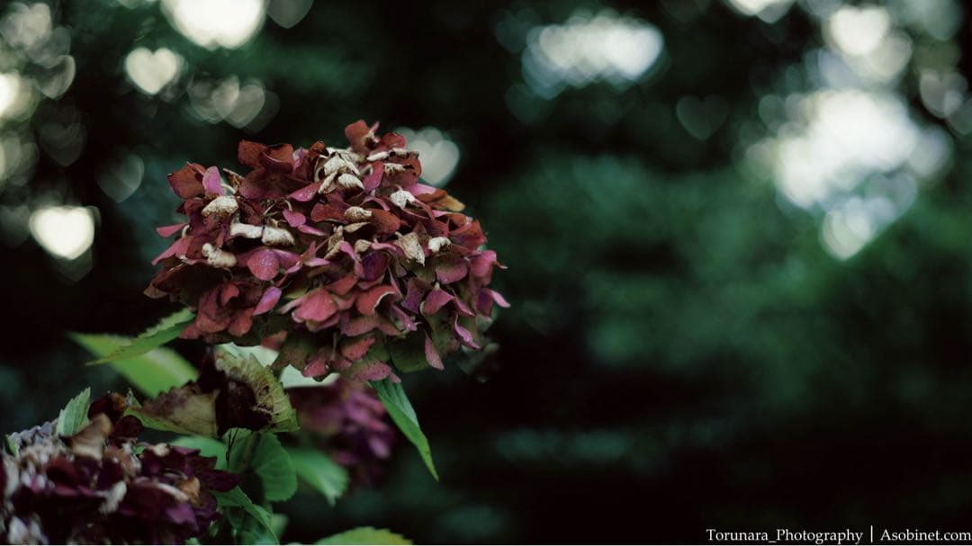 SG-image 50mm F1.8 ファントムレンズ Eマウント