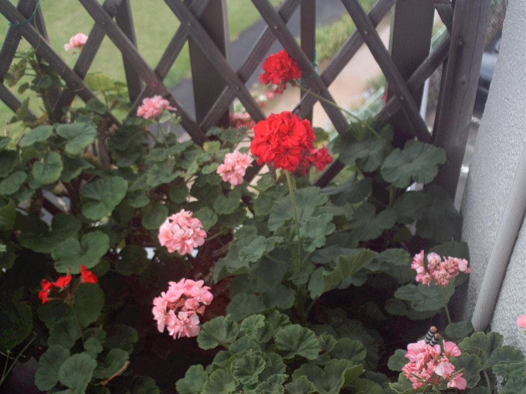 デジタルカメラ　MINOX DCC 5.1