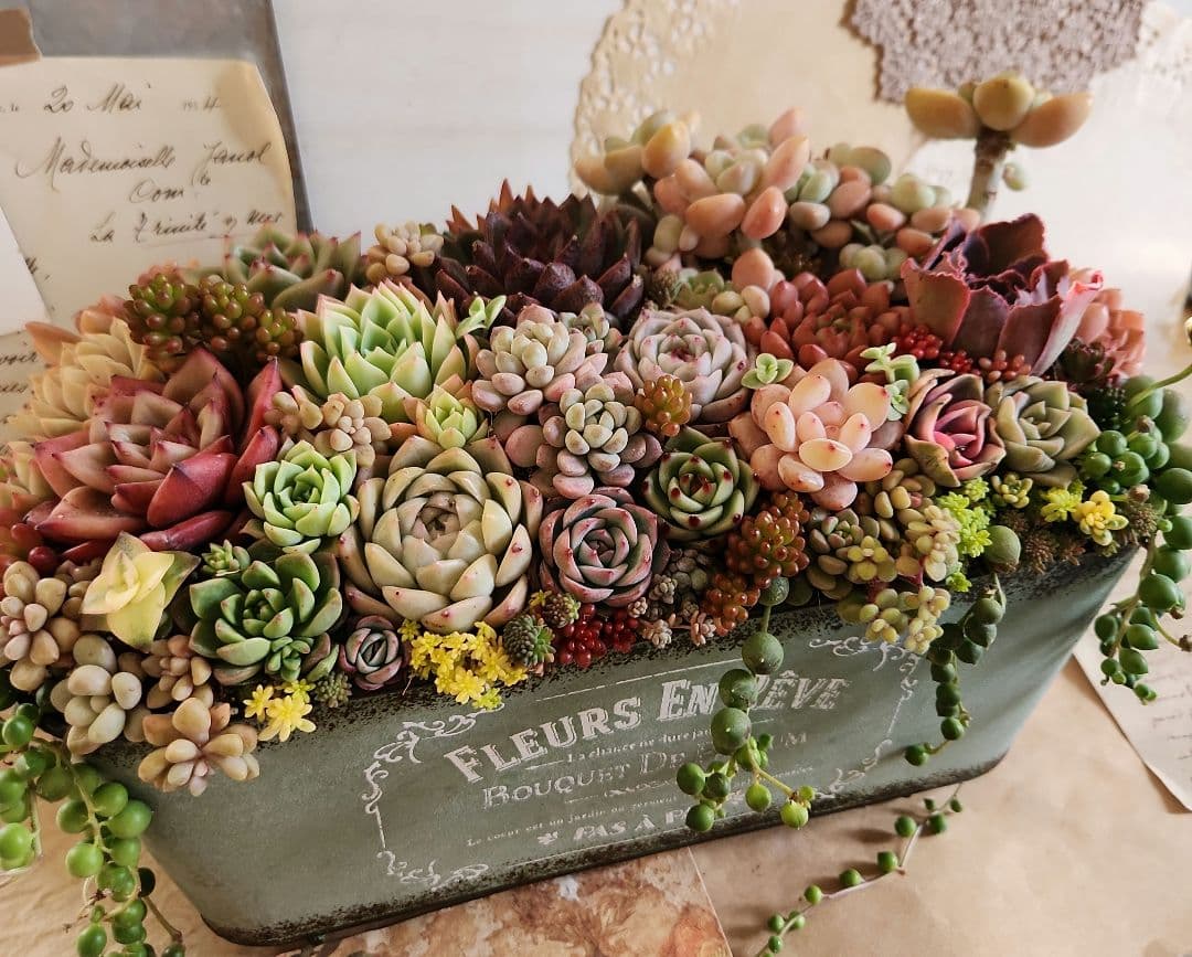 多肉植物寄せ植え　そのまま飾れる　大きなブリキ☆*