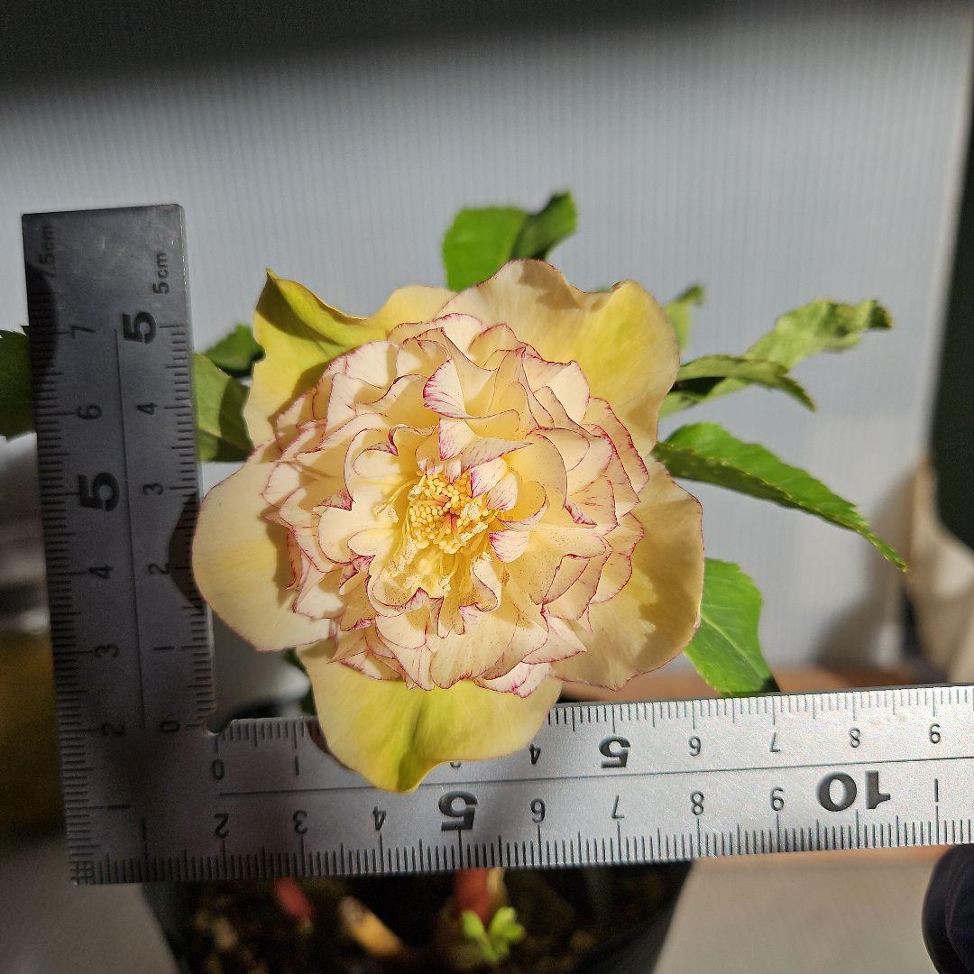 幸せウサギ様ご購入苗㉖-249㉖-276クリスマスローズ