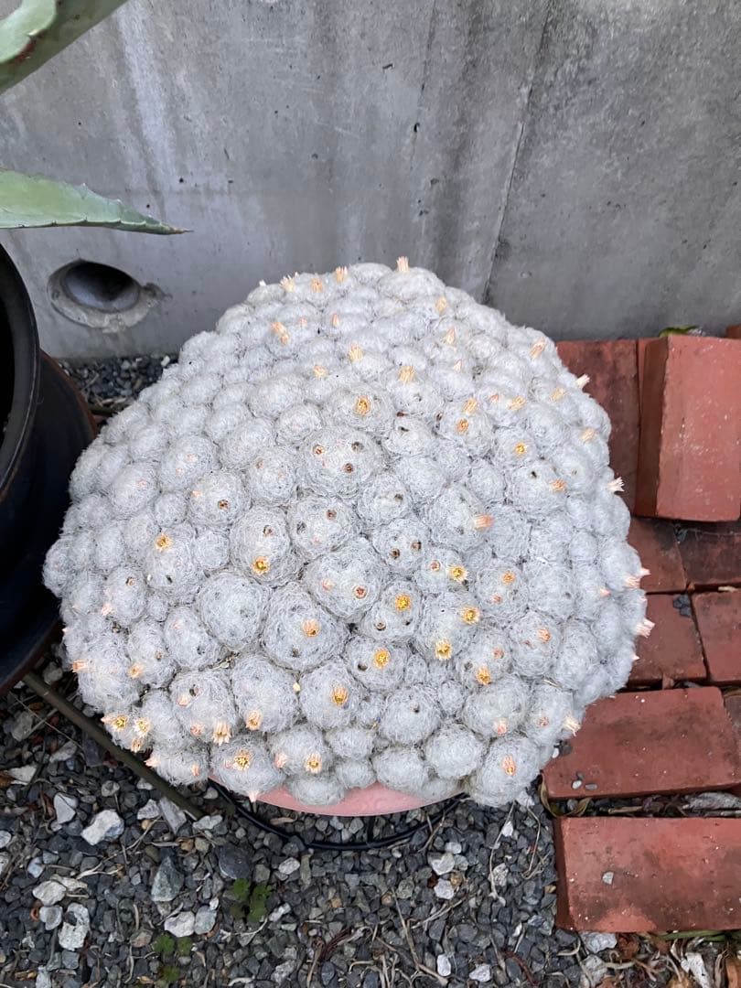 大型 群生サボテン（マミラリア属？・白毛タイプ）鉢付き