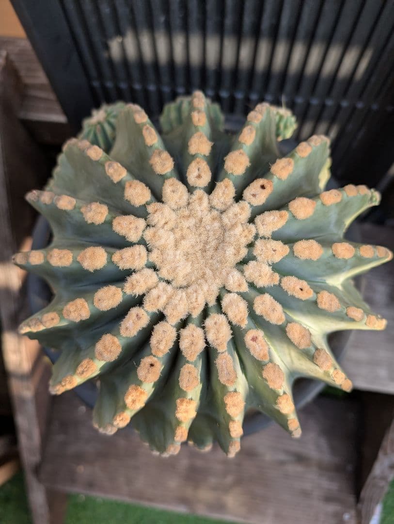 【Omc Labo】極上3　フェロカクタス刺無王冠竜　希少 サボテン　古木