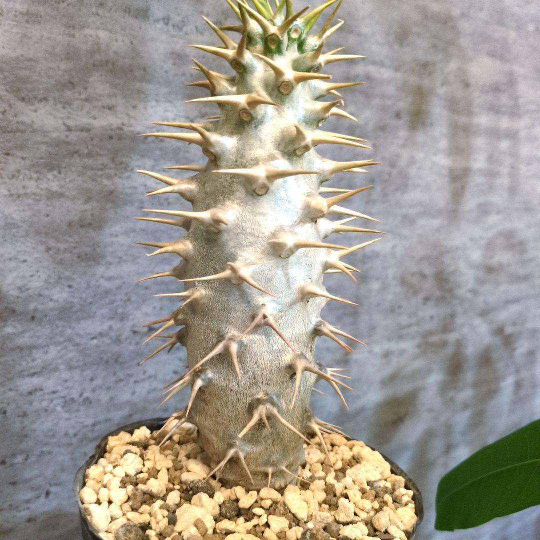 T*5様 国内実生　アンボンゲンセ　塊根植物　コーデックス　アガベ　サボテン