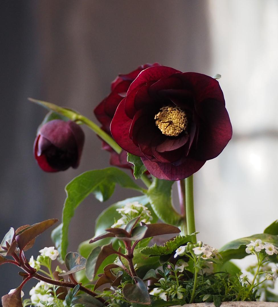 【最終お値下】クリスマスローズのシックな寄せ植え