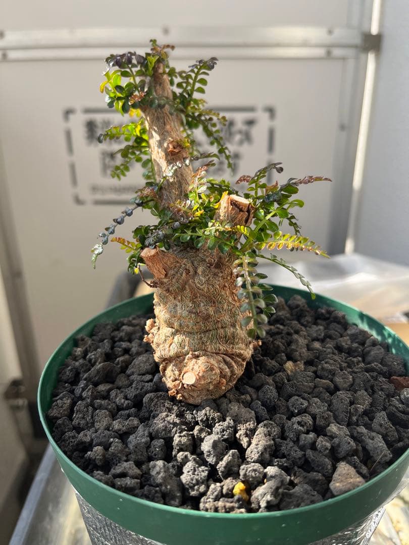 早い者勝ち 超極太 実生 パキプス オペルクリカリアパキプス 鉢ごと