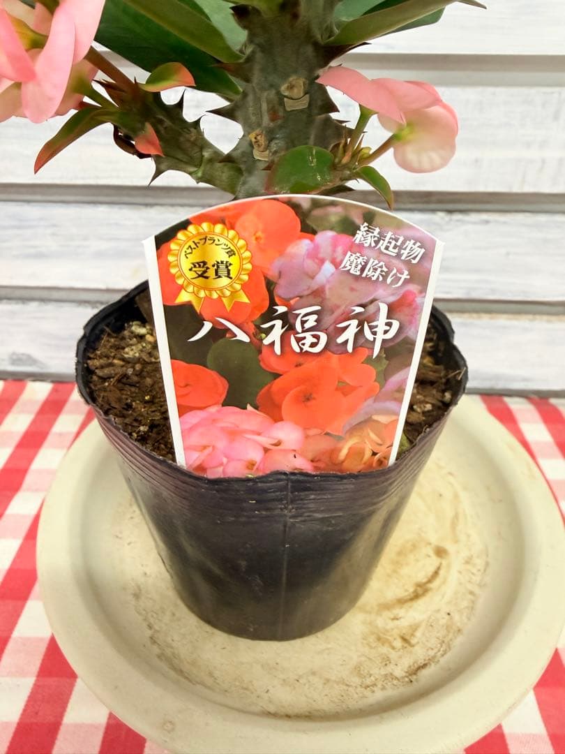 ハナキリン③八福神　６点　ポット鉢土付き苗　お届け後このまま飾れます