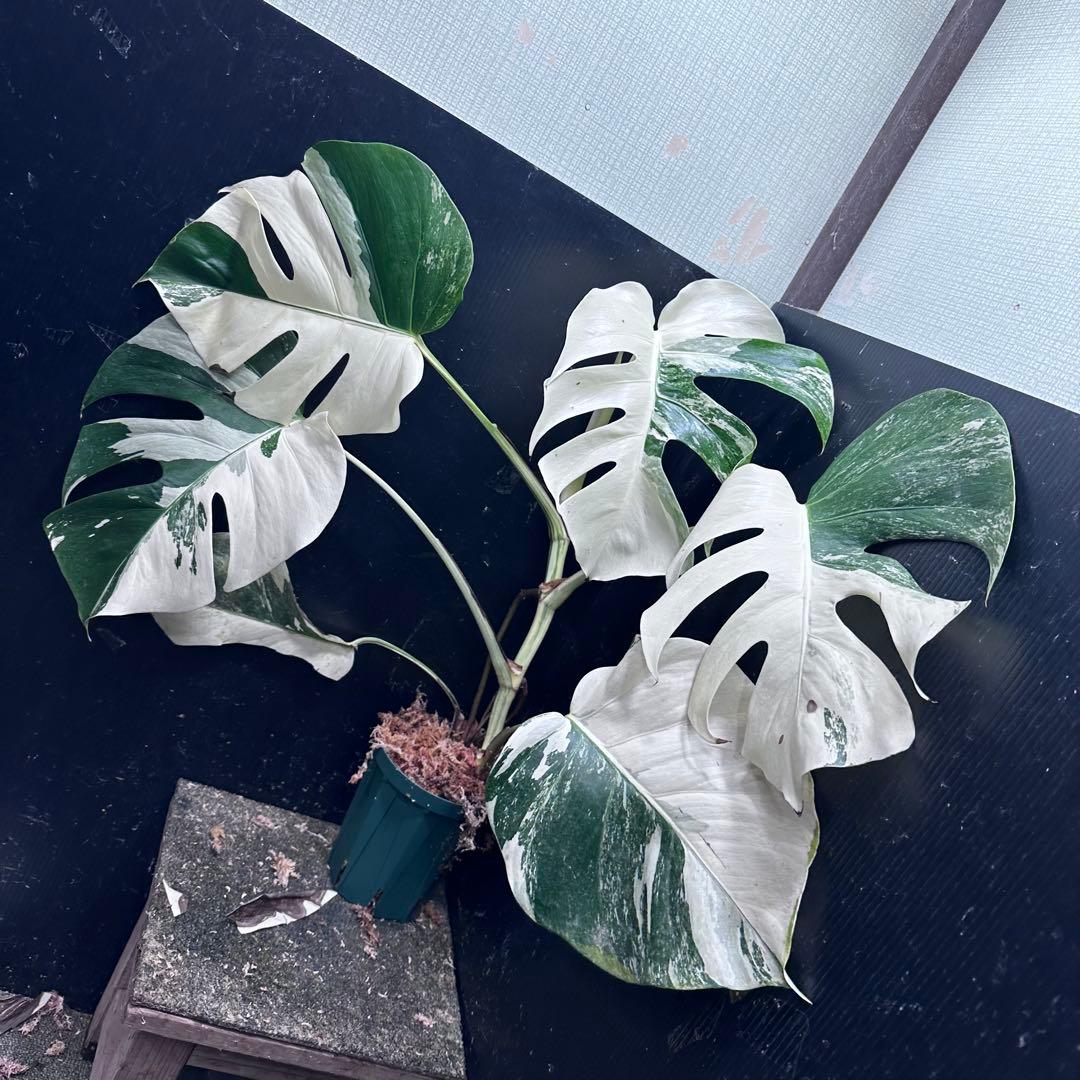 葛*湯様 斑入りモンステラ ホワイトタイガー極美大株59cm白斑多