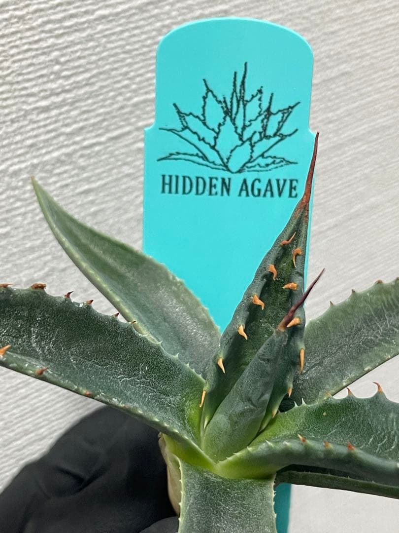ジェレミー産Hidden Agaveアガベ エボリスピナ×モンタナ ハイブリッド