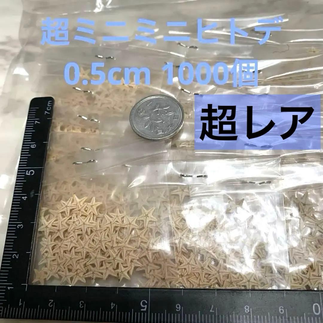 星　ヒトデ　海　天然素材　ミニヒトデ　小さいヒトデ　小さい貝殻　レジン　アート