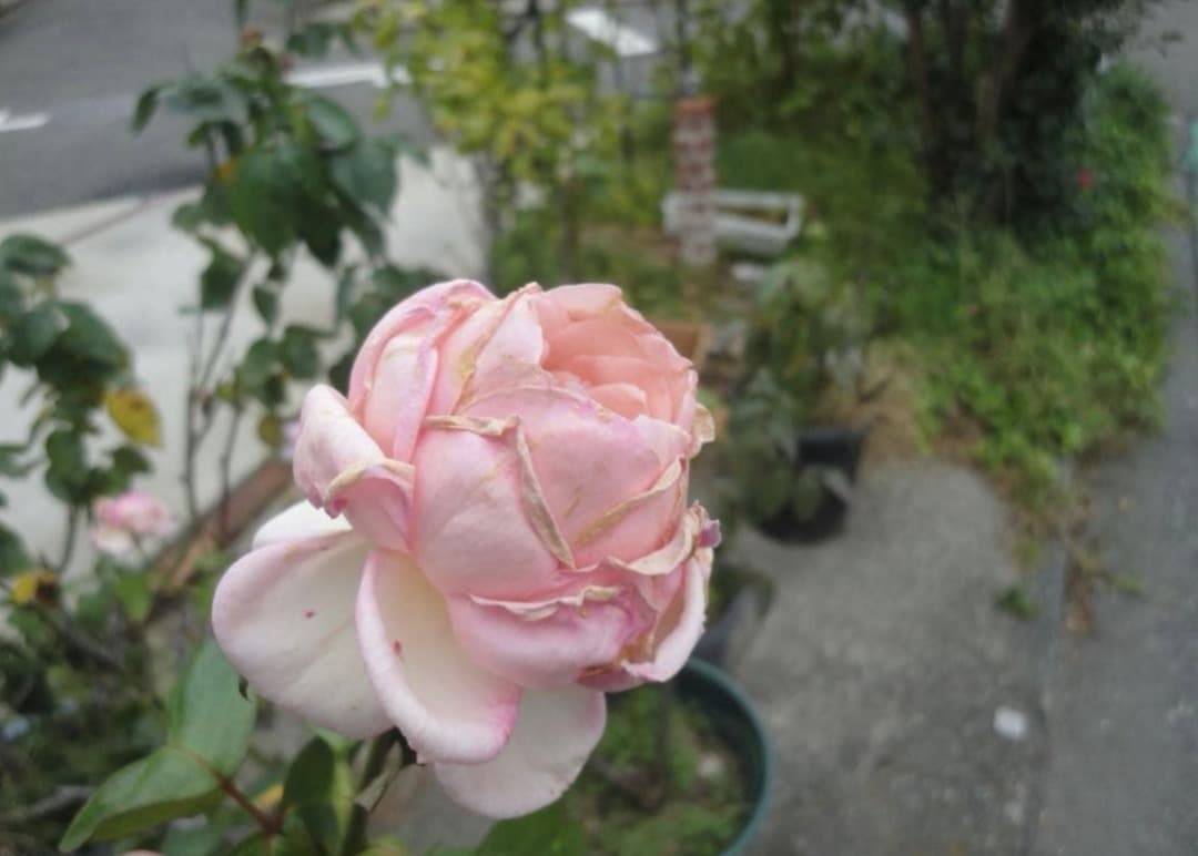 実写美⭕️美品【動作確認済】 SONY CyberShot DSC-W380