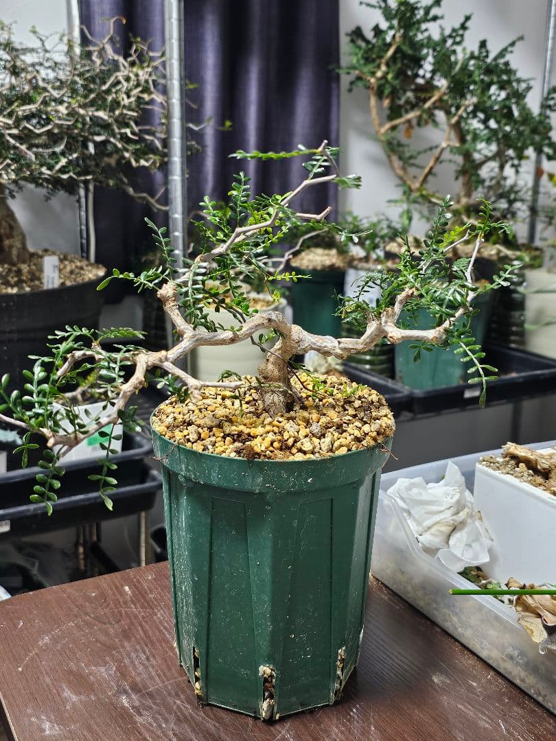 【良株】 オペルクリカリア パキプス