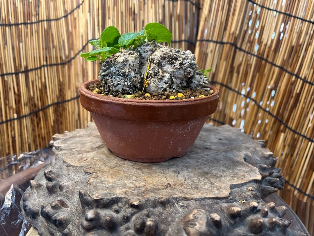 ✨✨✨オキナワイボオオハマボウ【◎美株品】/ユウナ/ハート葉happy♪