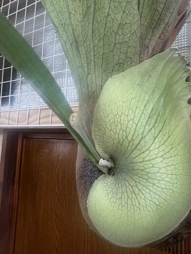 ビカクシダ Platycerium SS. Foong