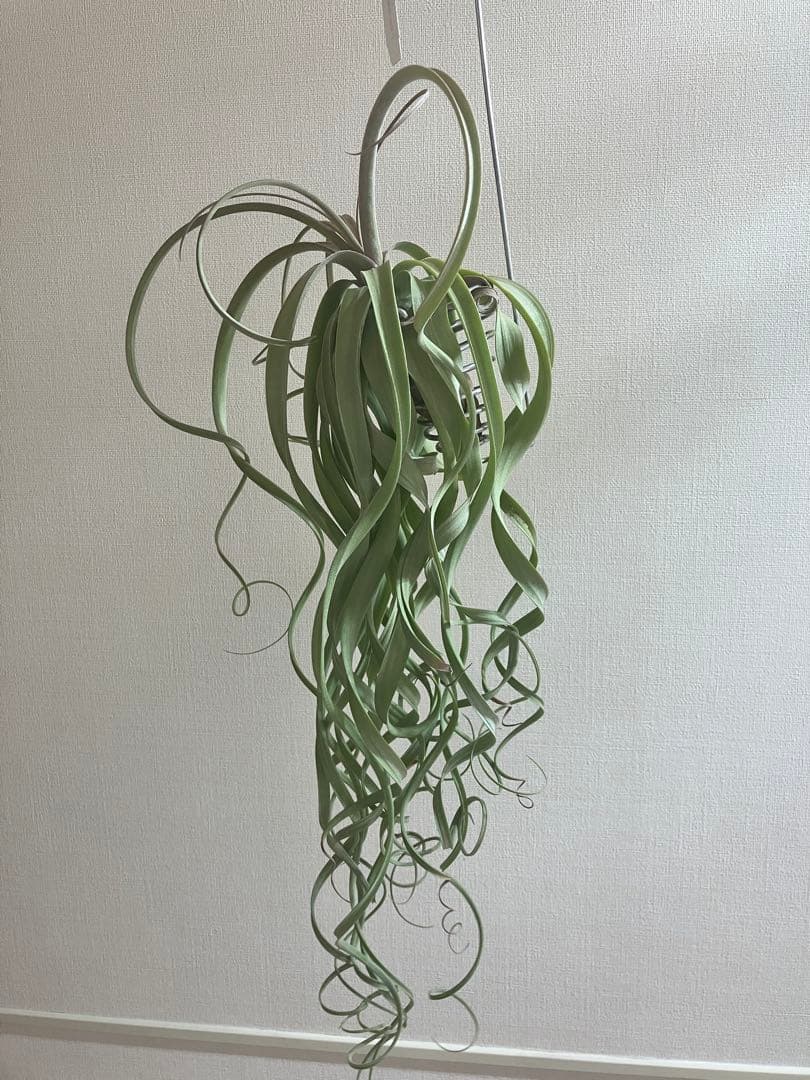 さ*ら様 希少 交配種 大株 フォーグレーターグローリー エアープランツ キセロ