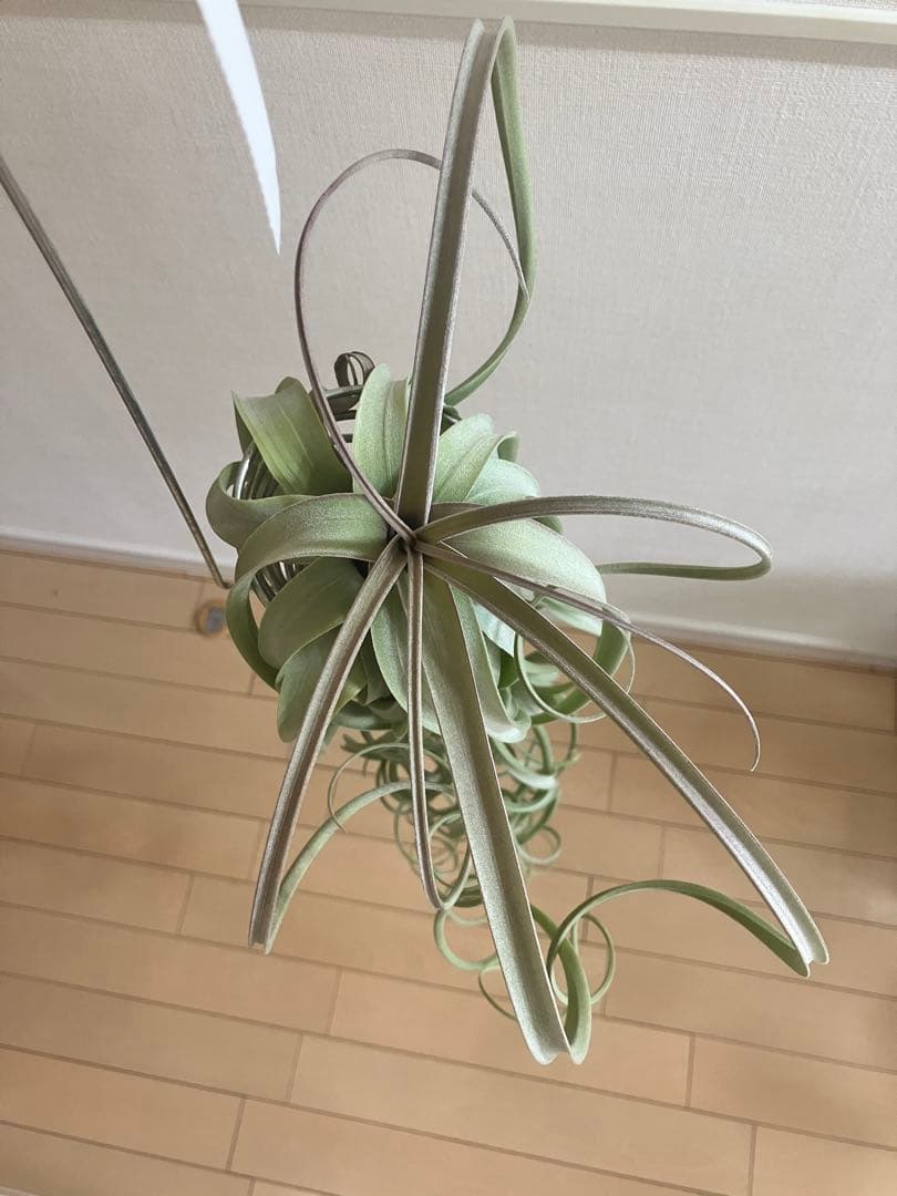 さ*ら様 希少 交配種 大株 フォーグレーターグローリー エアープランツ キセロ