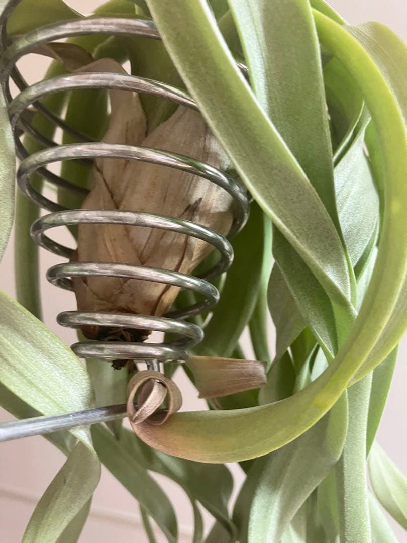 さ*ら様 希少 交配種 大株 フォーグレーターグローリー エアープランツ キセロ