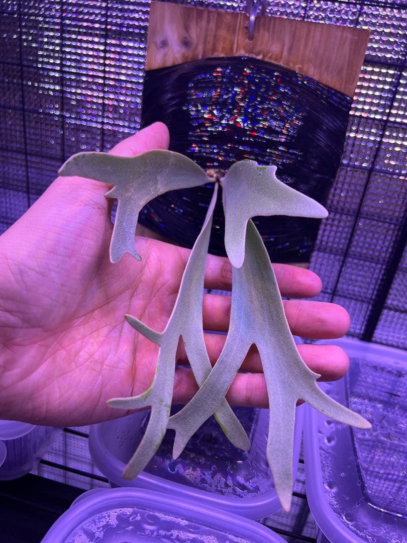 ビカクシダ willinckii yellowmoon×ccs