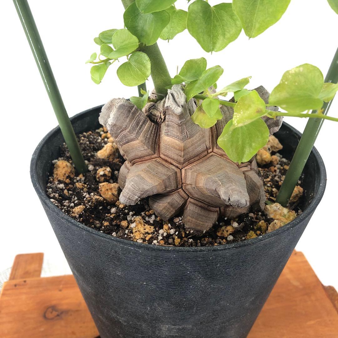 アフリカ亀甲竜　5号