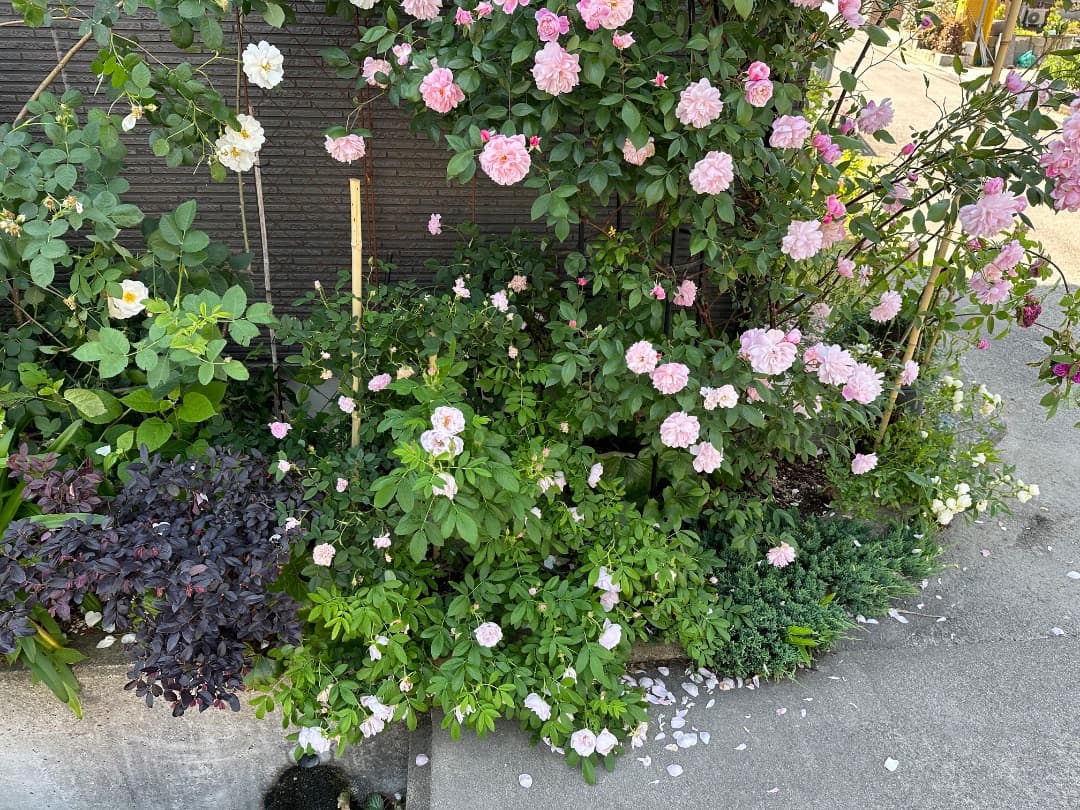 ERメアリー ディレイニー【大苗】イングリッシュローズ（モーティマーサックラー）