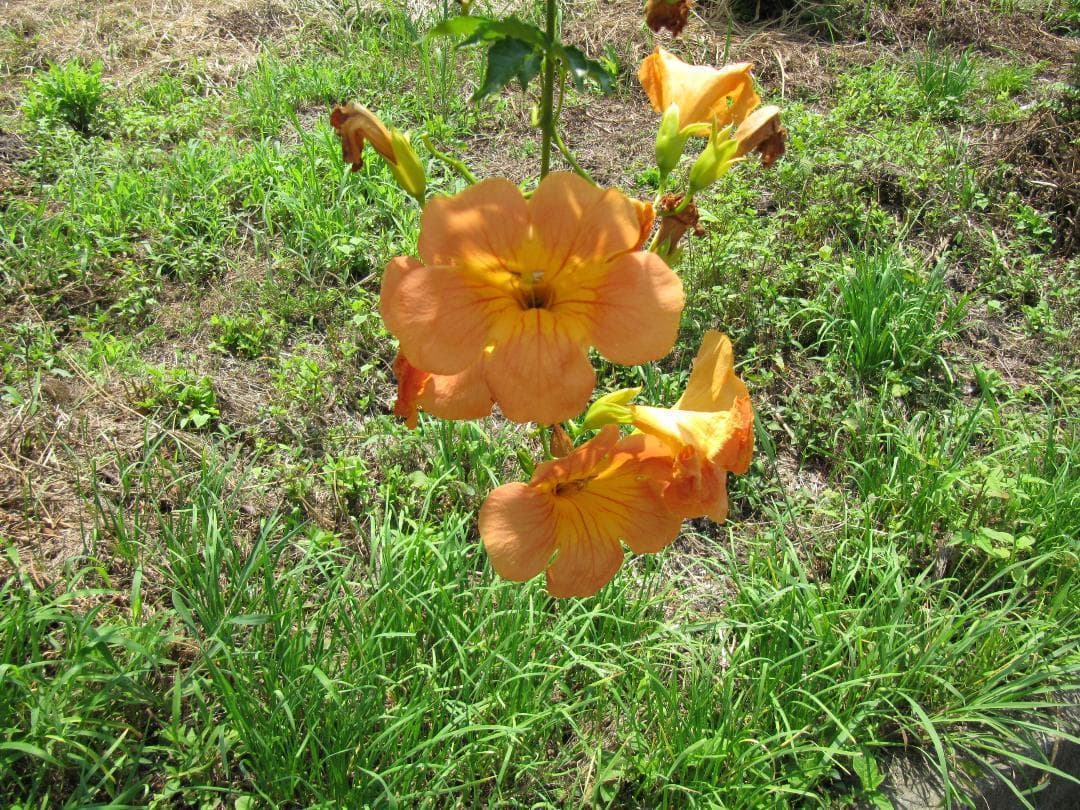 キャノン　Canon PowerShot SX200IS ブラウン 美品