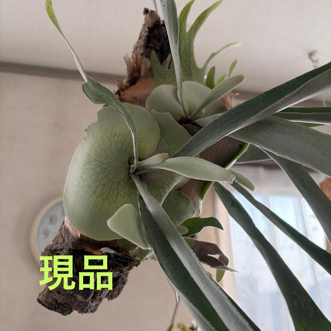 吊り下げ式 ビカクシダ ベイチー　親株