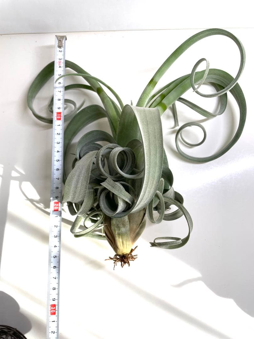 チランジア　カーリースリム　大きめ　希少　エアプランツ