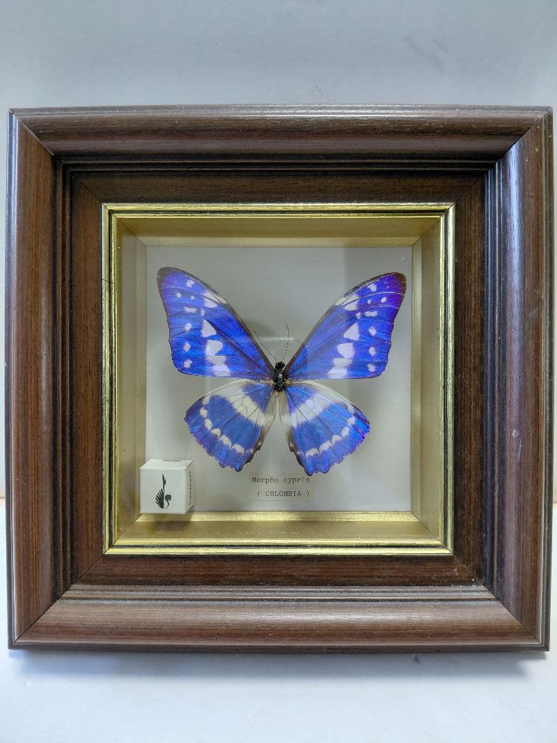 キプリスモルフォ蝶　コロンビア　壁掛け