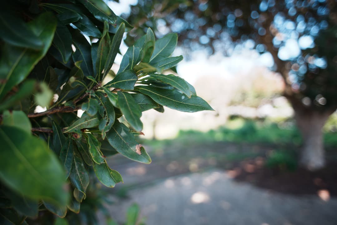 【美品】動作◎ nikon Ai-s Nikkor 24mm F2.8 382