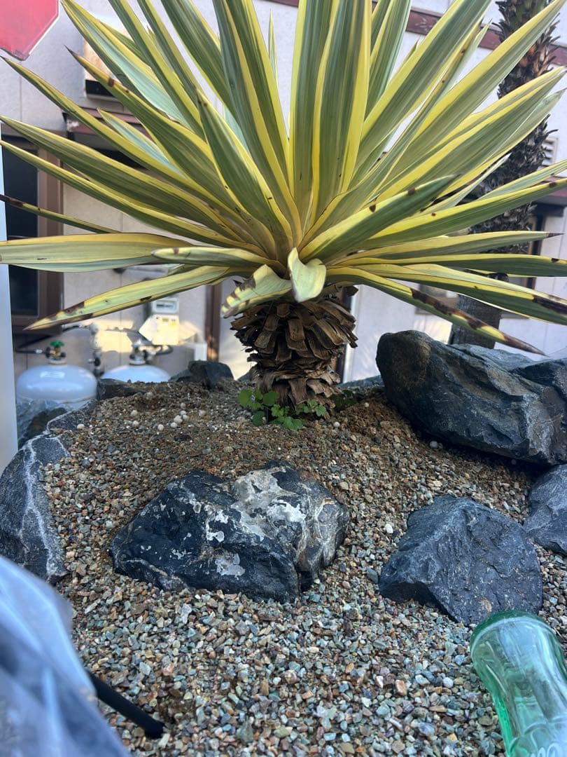 ⚜️Falcon's eye ⚜️