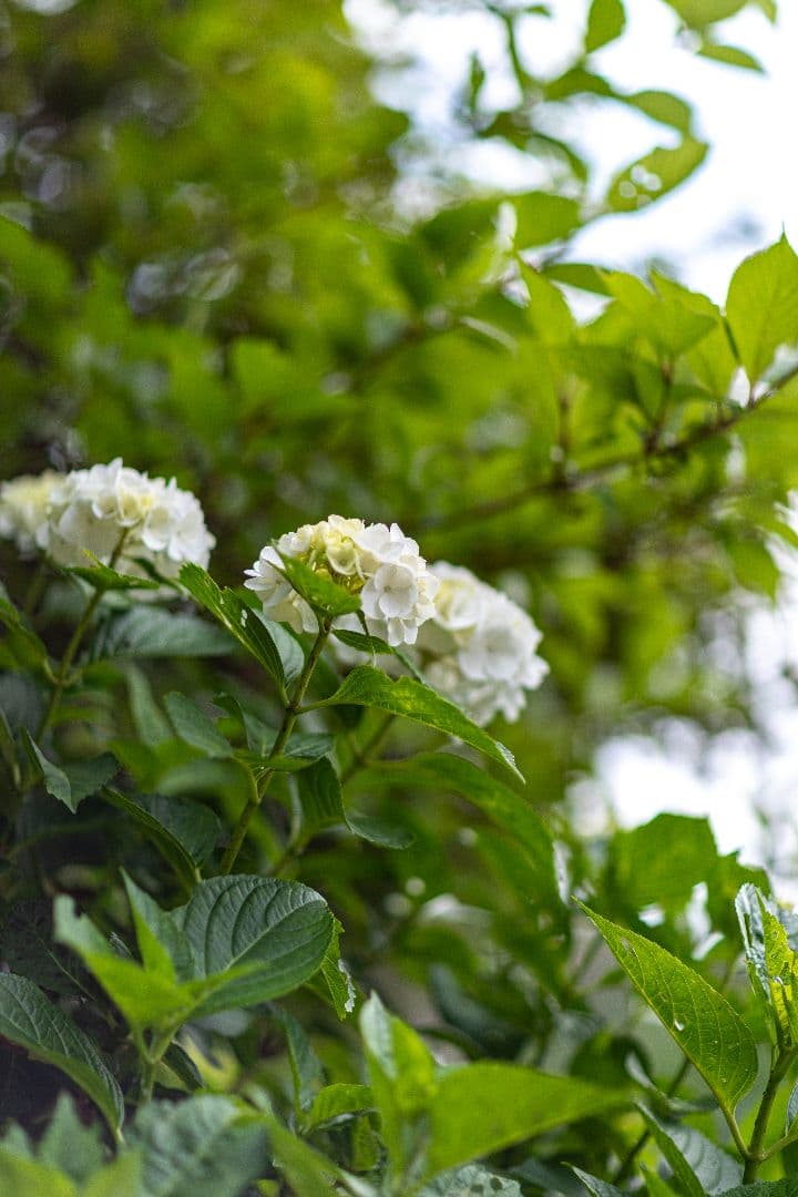 ■極上品■Canon EF 85mm f/1.2L USM レンズ