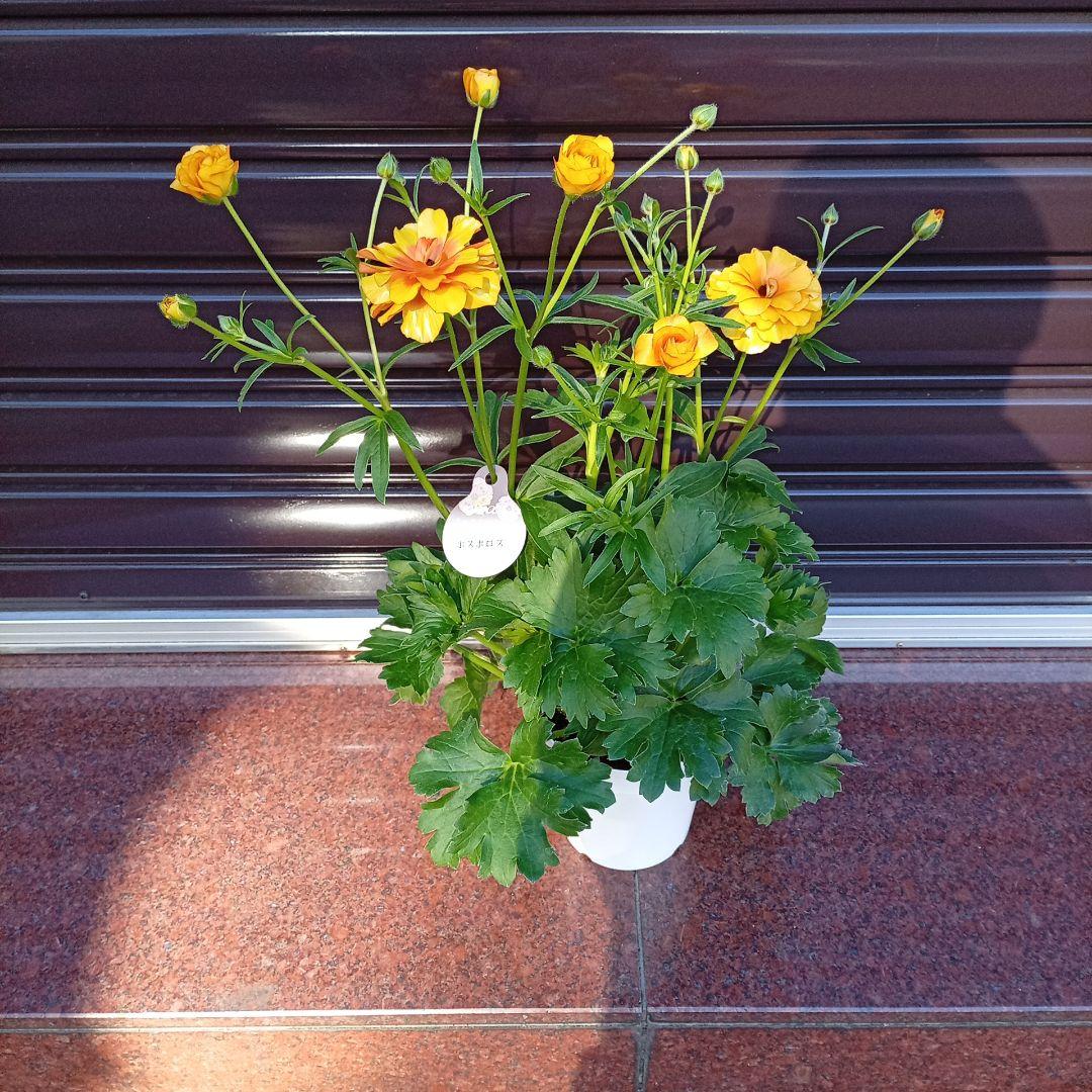 希少品種ラナンキュラスラックス ポスポロス 鉢花5号　60ｃｍ　現物発送