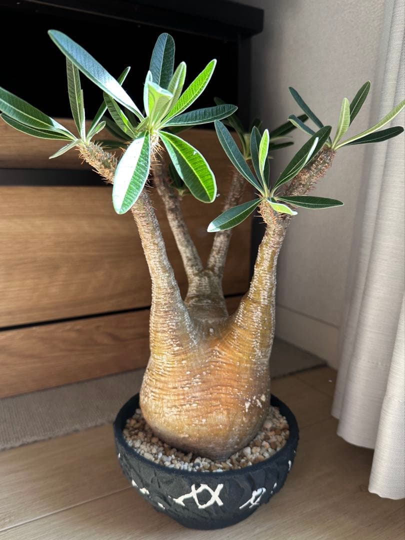 パキポディウムグラキリス 【鉢付き】早い者勝ち