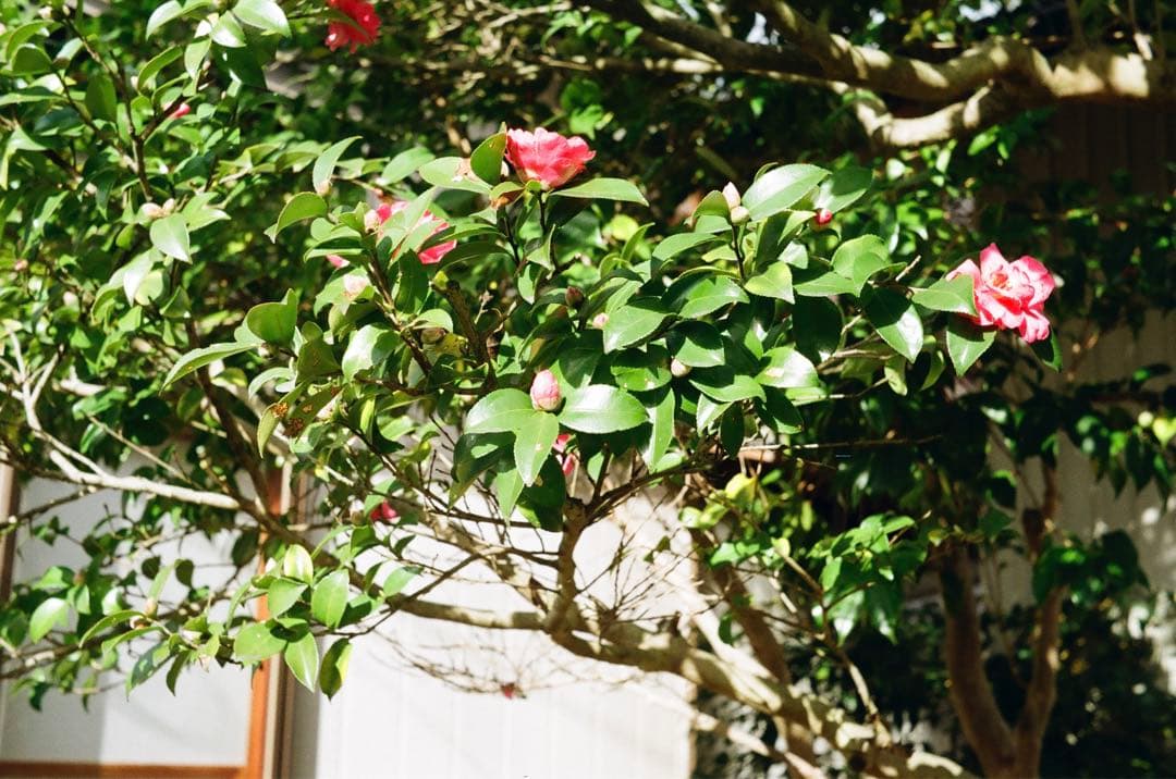 MAMIYA S2 マミヤ S 2型　実写作例あり