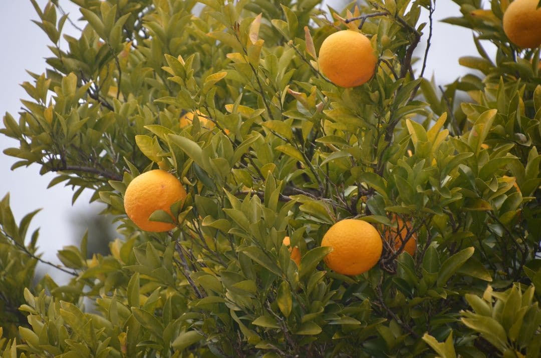 ❤即購入1000円OFF❤ Nikon AF-S 18-300mm VR レンズ