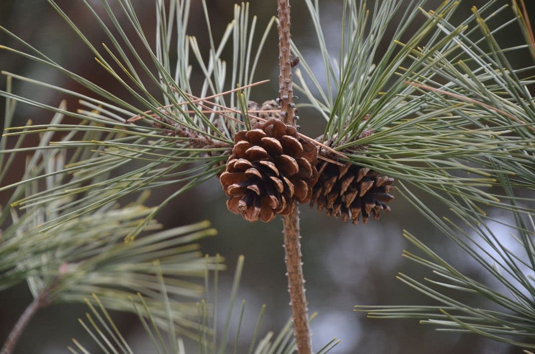 ❤即購入1000円OFF❤ Nikon AF-S 18-300mm VR レンズ