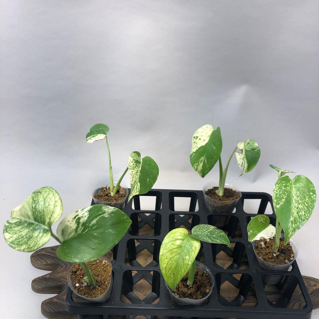 シ*ニ様 5株セット ms52 【特別選抜】ホワイトモンスター／天津蘭 モンステ