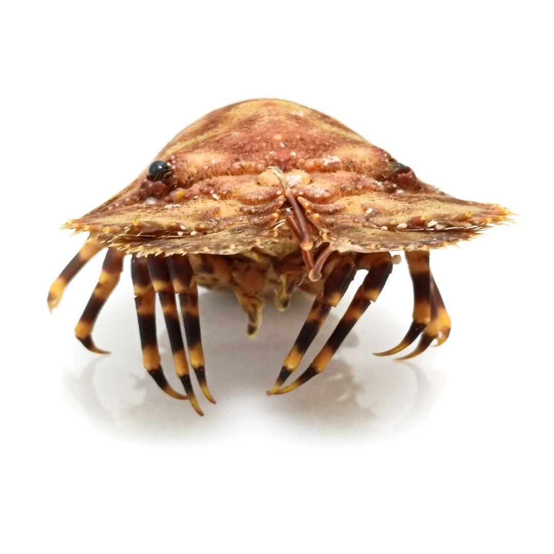 極美品【1点物】セミエビ 乾燥標本 色彩保存標本 関節可動