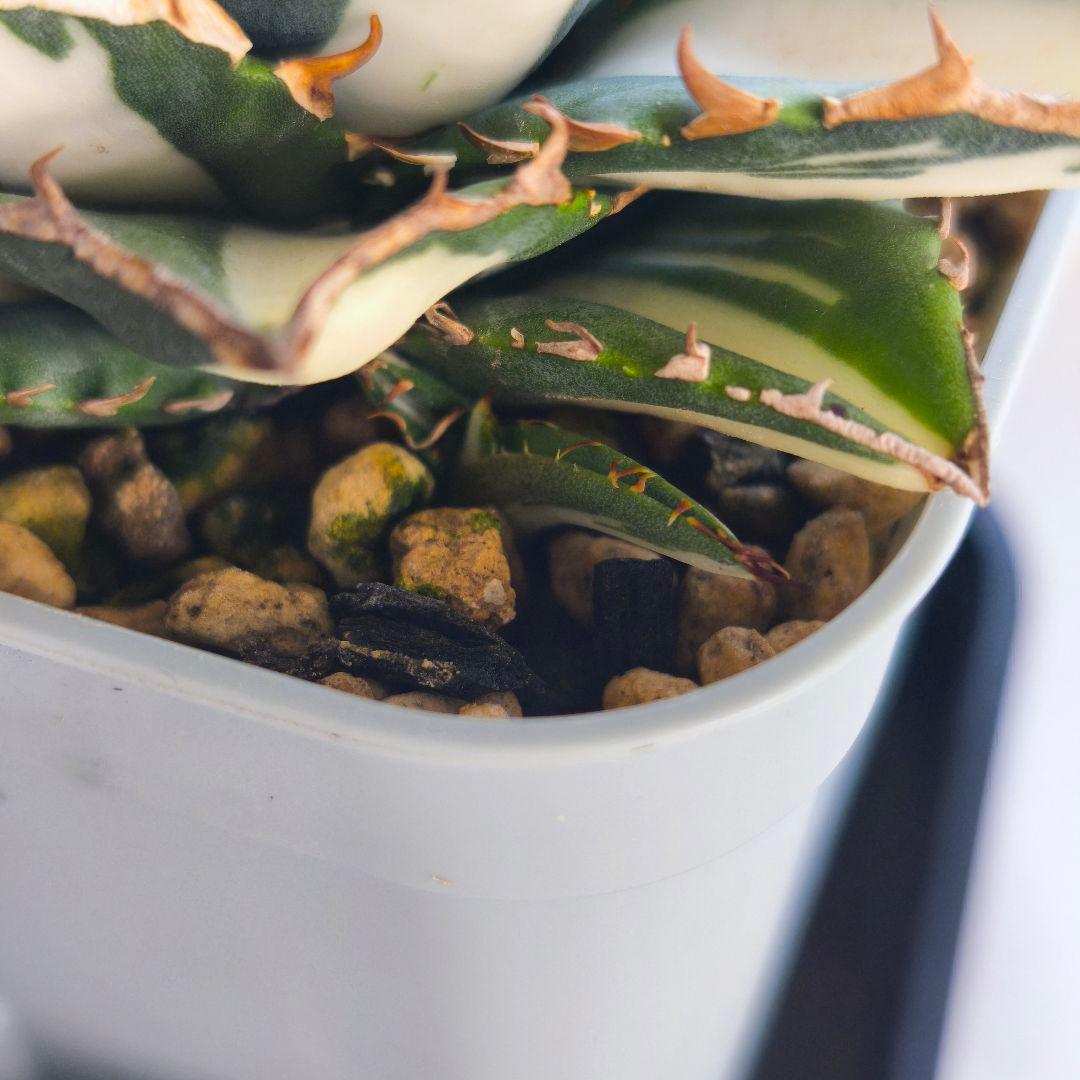 アガベ　チタノタ　太陽神錦 白中斑 トップうねり 子株付き