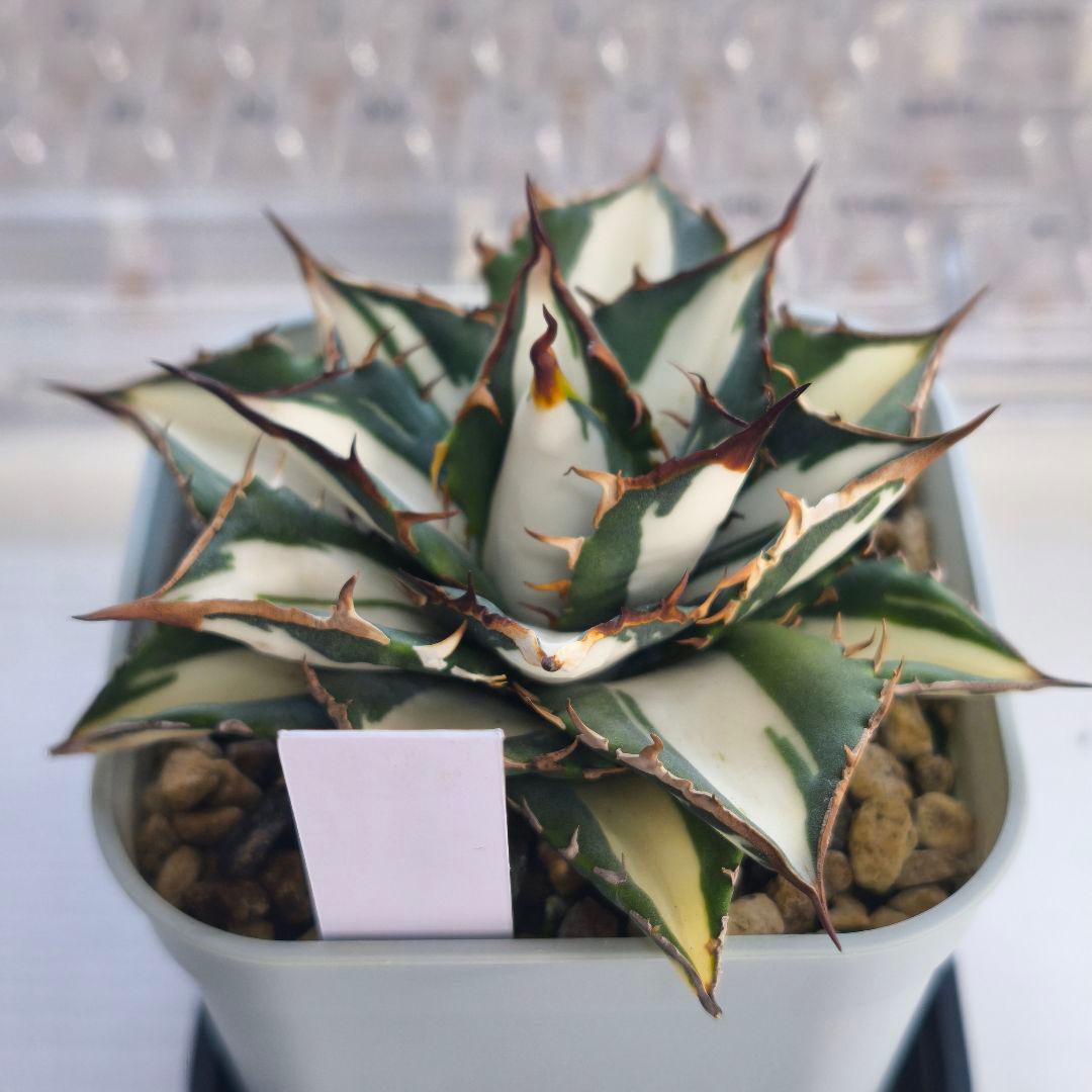 アガベ　チタノタ　太陽神錦 白中斑 トップうねり 子株付き