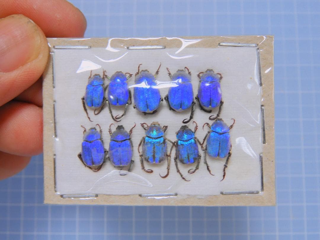 フランス産　アシナガコガネセット1