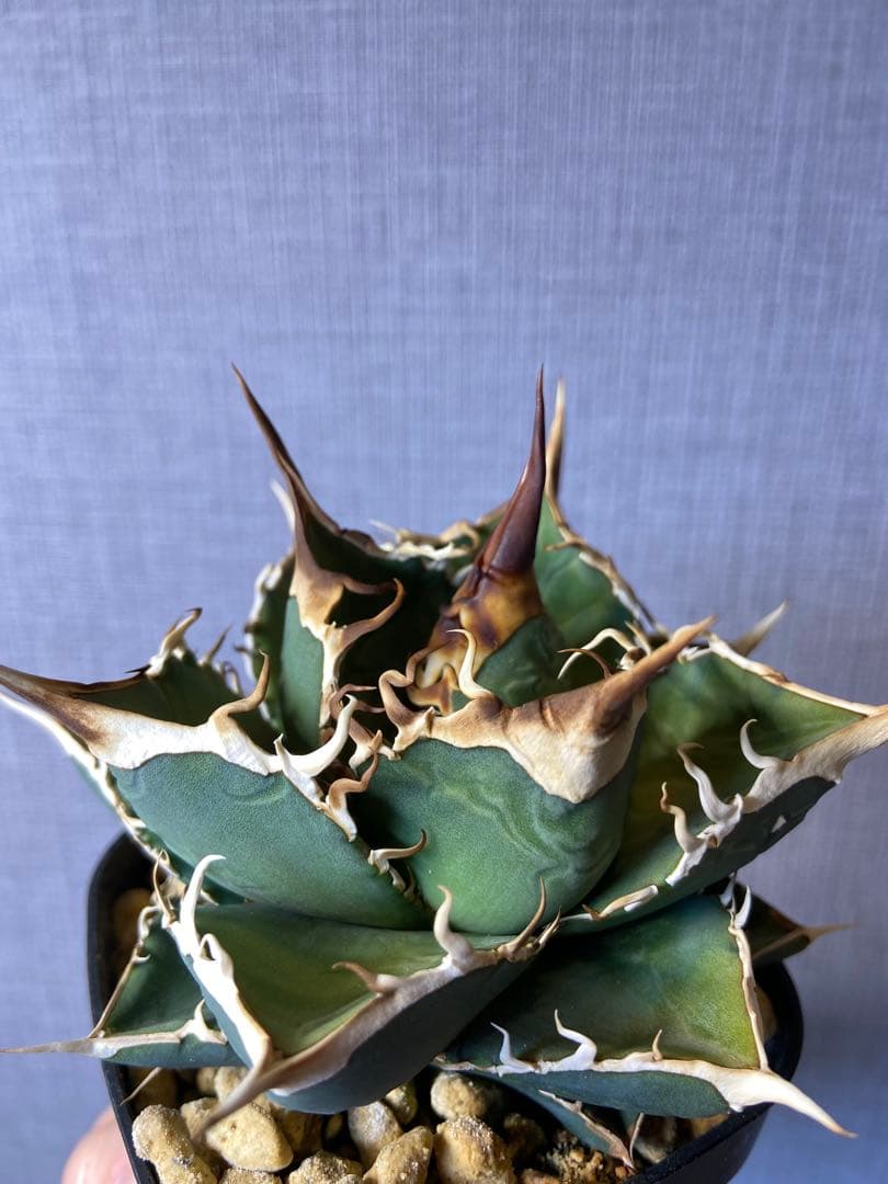 アガベ チタノタ 実生 オアハカ