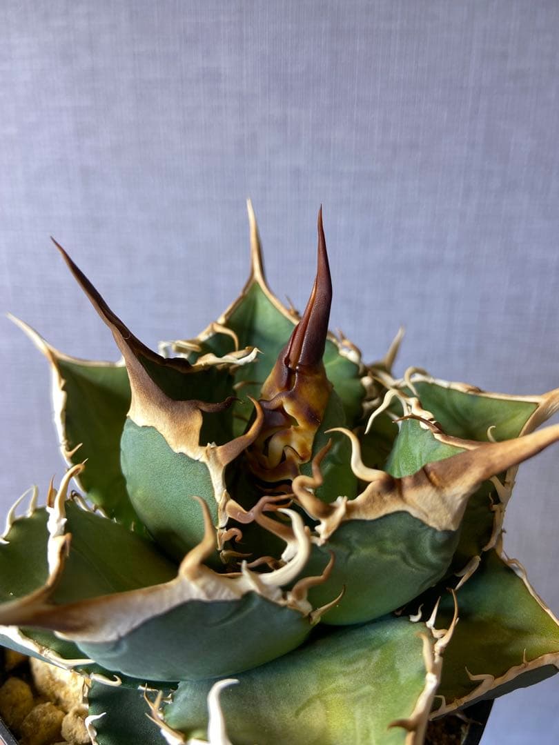 アガベ チタノタ 実生 オアハカ