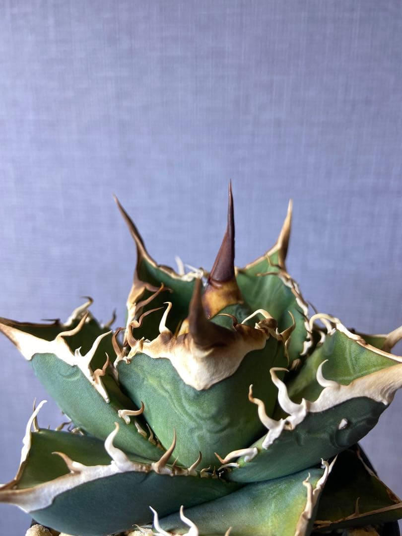 アガベ チタノタ 実生 オアハカ