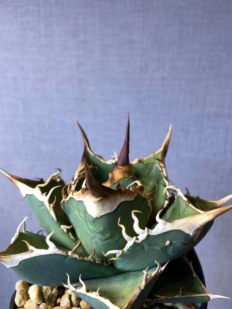 アガベ チタノタ 実生 オアハカ