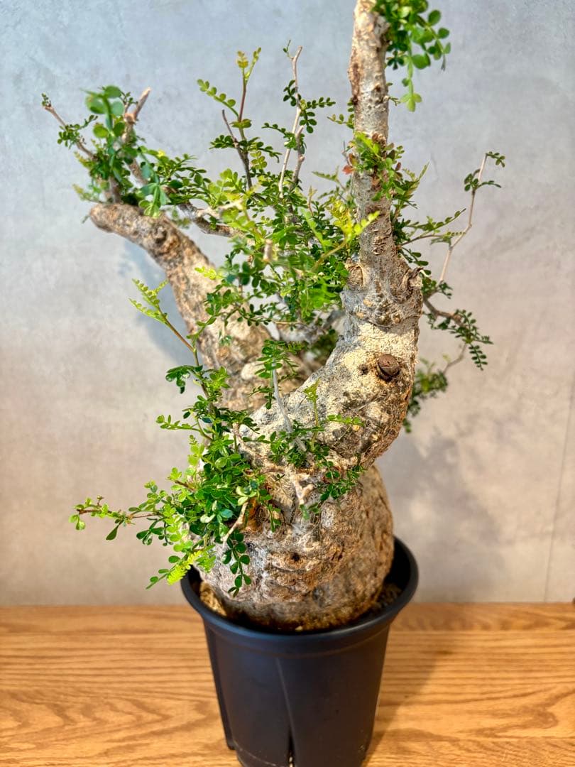 【お正月セール　塊根１５cm】オペルクリカリア　パキプス　発根済み