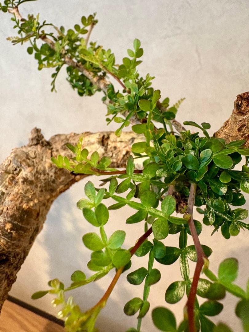 【お正月セール　塊根１５cm】オペルクリカリア　パキプス　発根済み