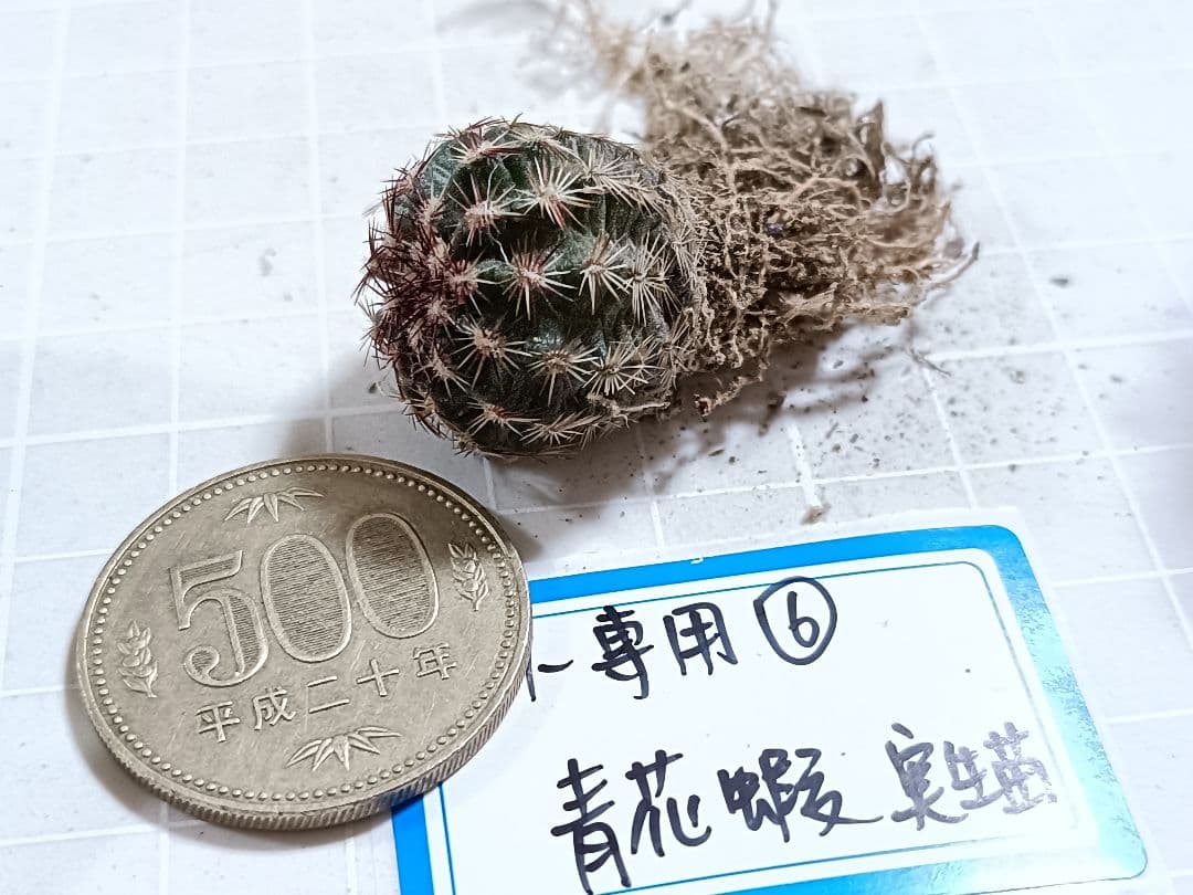 1-Genちゃん商品　花サボテン