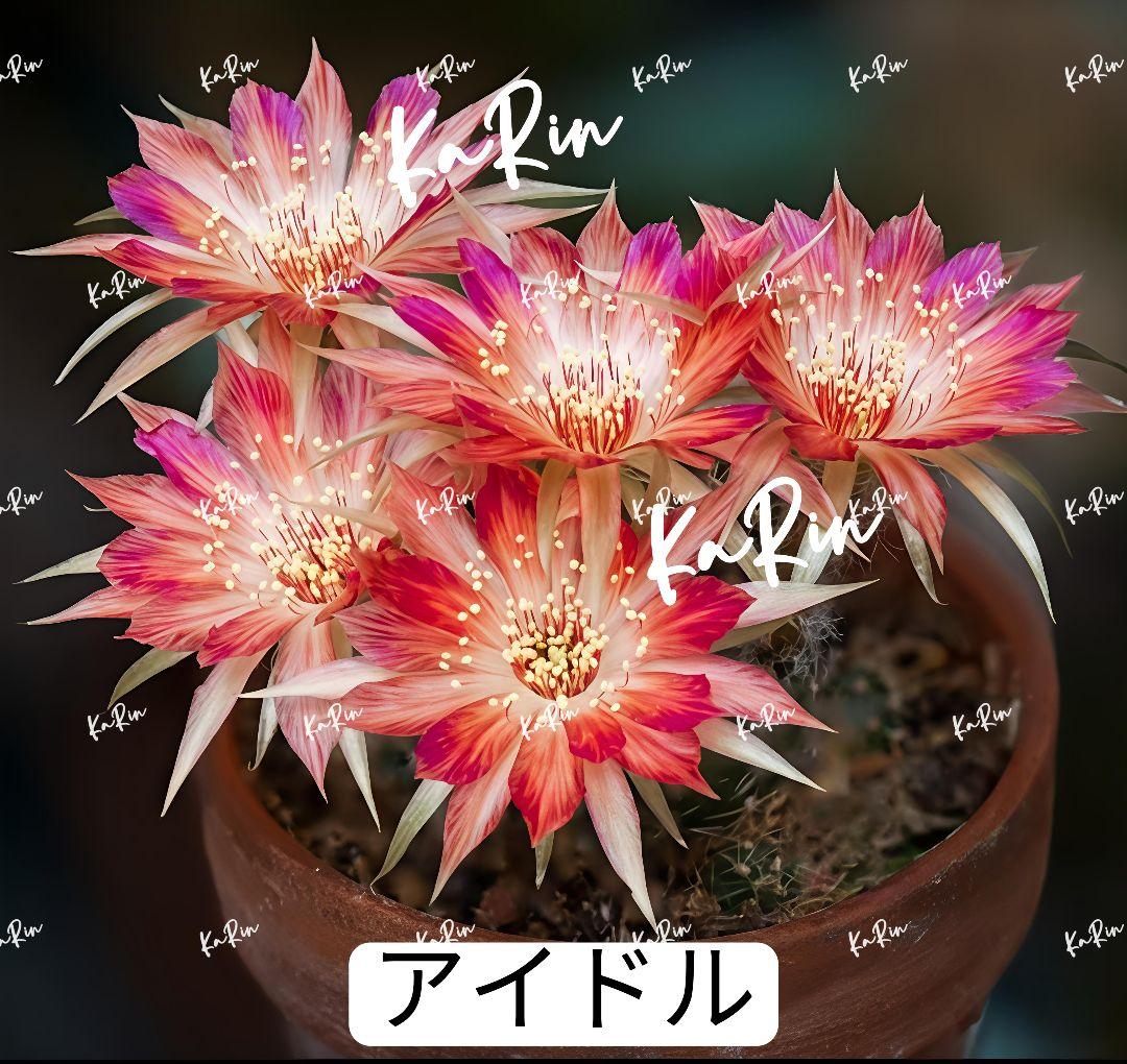 1-Genちゃん商品　花サボテン