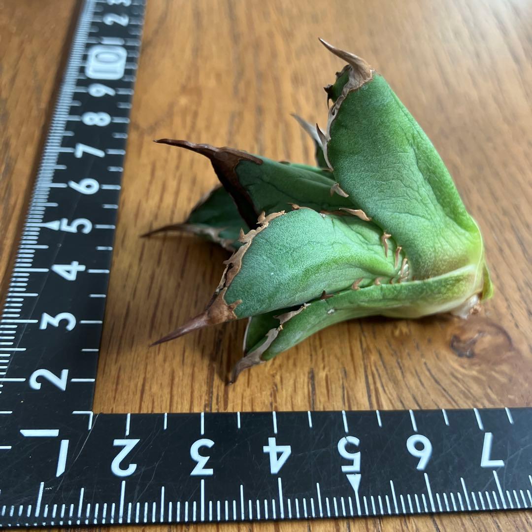 T*☆様 【初売りオークション】111 REZA産　目玉　選抜　アガベ　BUFF