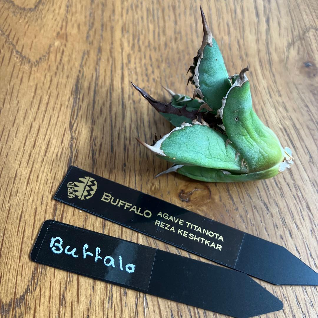 T*☆様 【初売りオークション】111 REZA産　目玉　選抜　アガベ　BUFF